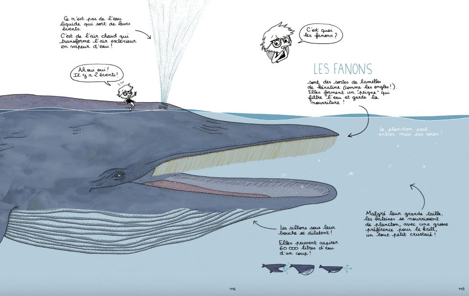 Le Super Week-end de l’océan, la baleine bleue