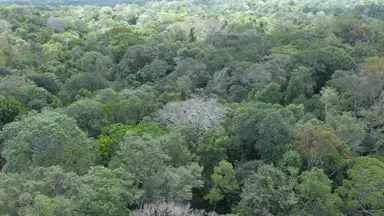 Forêt guyanaise