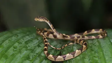Serpent (Guyane)