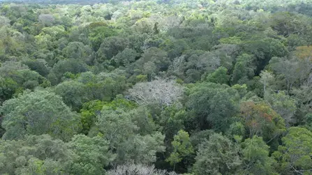 Forêt guyanaise
