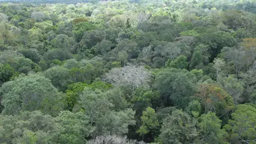 Forêt guyanaise