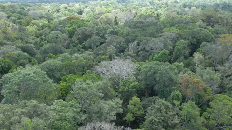 Forêt guyanaise