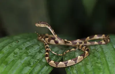 Serpent (Guyane)