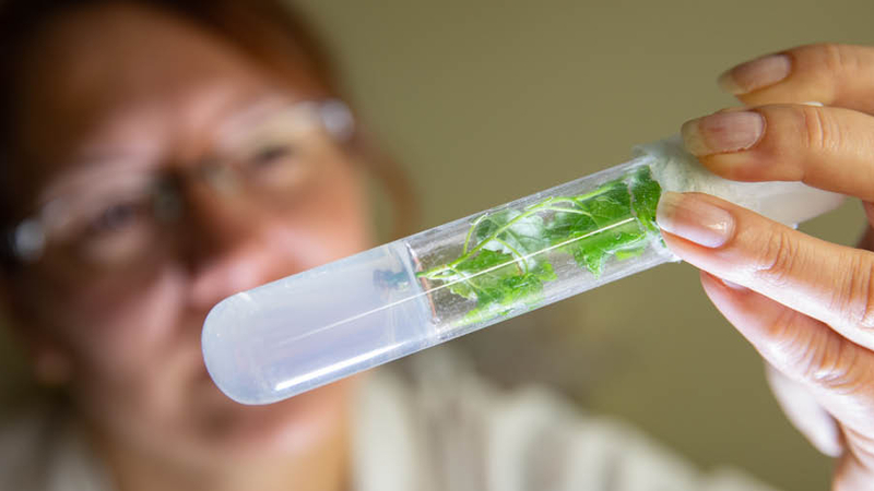 Peuplier "Populus tremula x alba" transgénique, croisement entre peuplier tremble et peuplier blanc