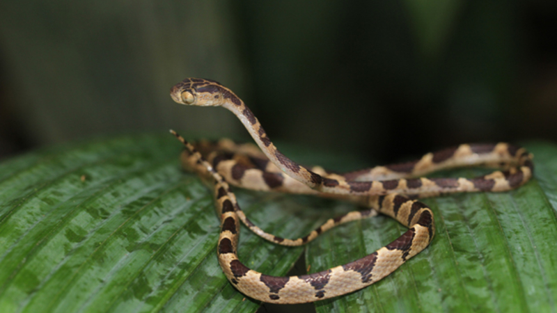 Serpent (Guyane)