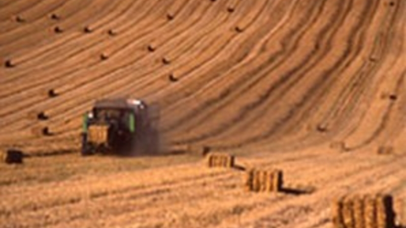 moisson dans les champs