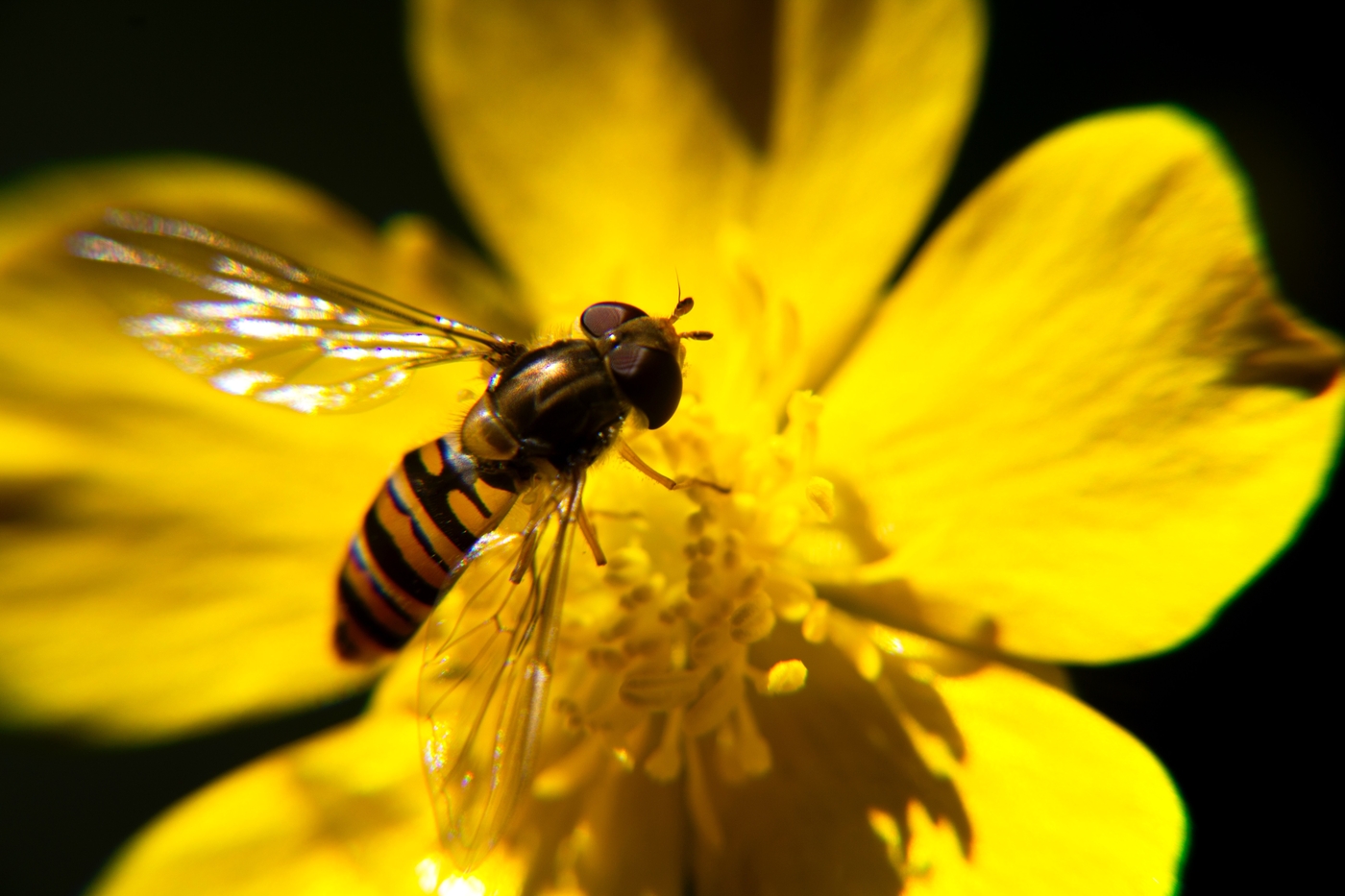 Biodiversité