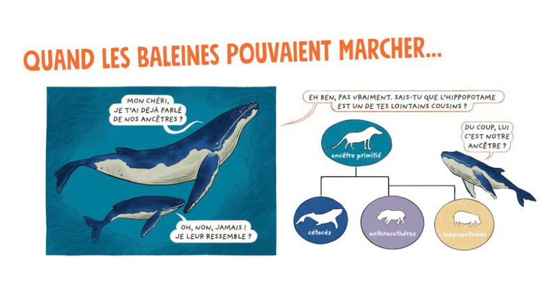 Incroyables métamorphoses,&nbsp;Sophie Blitman et Marlène Normand 