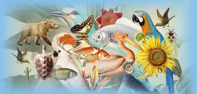 Affiche Exposition Artistes au Museum