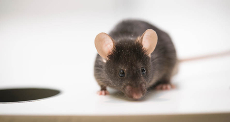 Souris sur un labyrinthe de Barnes pour un test de mémoire spatiale complexe