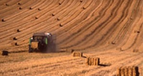 moisson dans les champs
