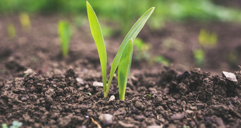 glyphosate2