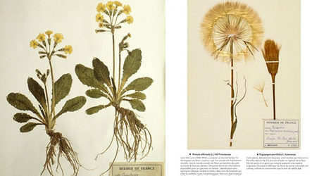 Herbier