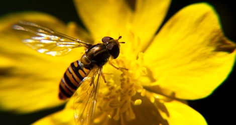 Biodiversité