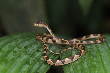 Serpent (Guyane)