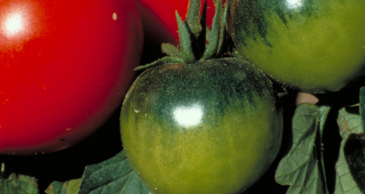 Tomates Montfavet