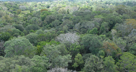 Forêt guyanaise