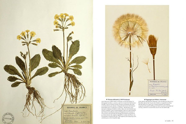 Herbier