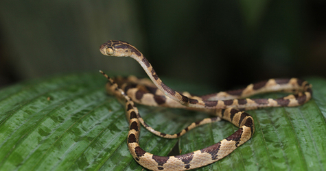 Serpent (Guyane)